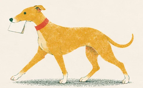The whippet trots back with a folded slip of card held crosswise in its mouth.