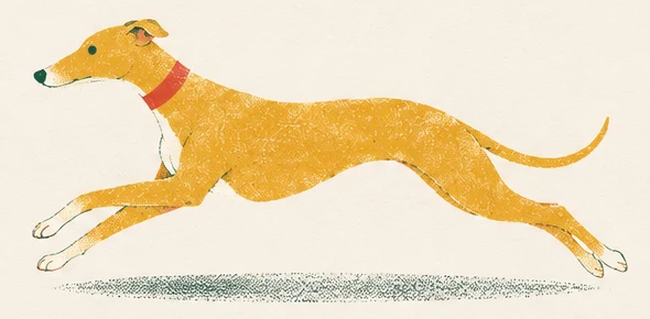 The whippet at full stretch, running.