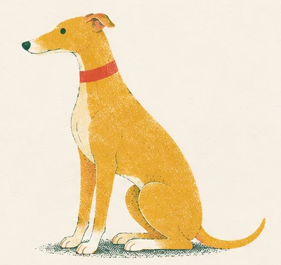 The whippet sits upright and alert, waiting.