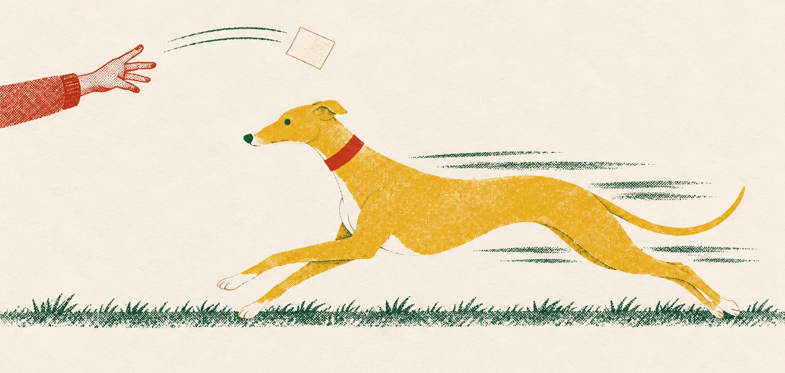 A hand in a red sleeve tosses a slip of card into the air while the whippet sprints after it across the grass.